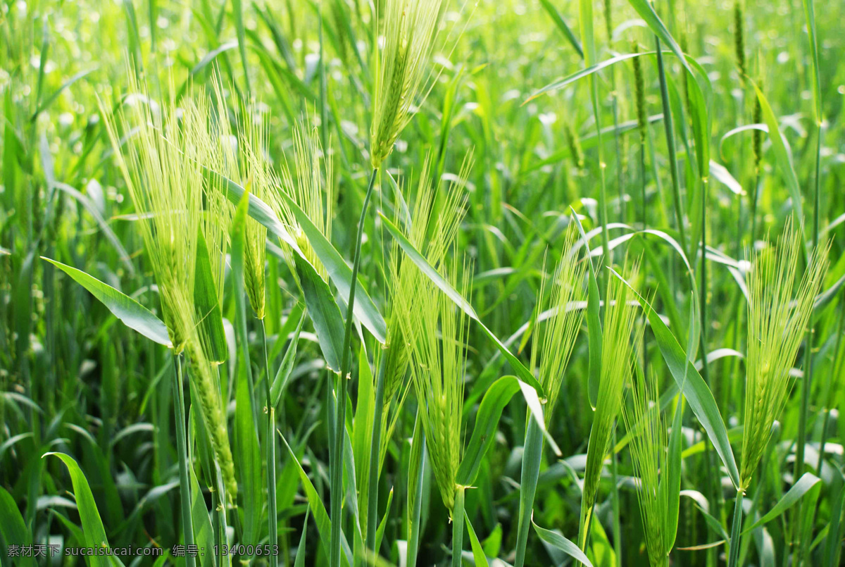 麦穗 春天 清新麦穗 绿油油 大麦 麦子 抽穗 美景 生物世界 花草