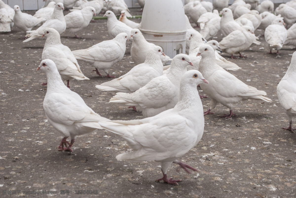 鸽子 白鸽 鸽群 和平鸽 鸽子摄影 共享专辑 生物世界 家禽家畜