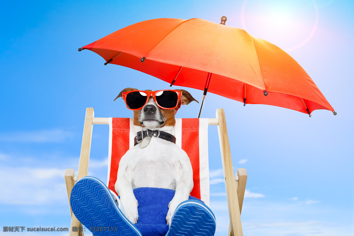 日光浴的狗 休闲 度假 狗 有趣 日光浴 戴墨镜的狗 躺椅上的狗 太阳伞 蓝天白云 阳光 陆地动物 生物世界 蓝色