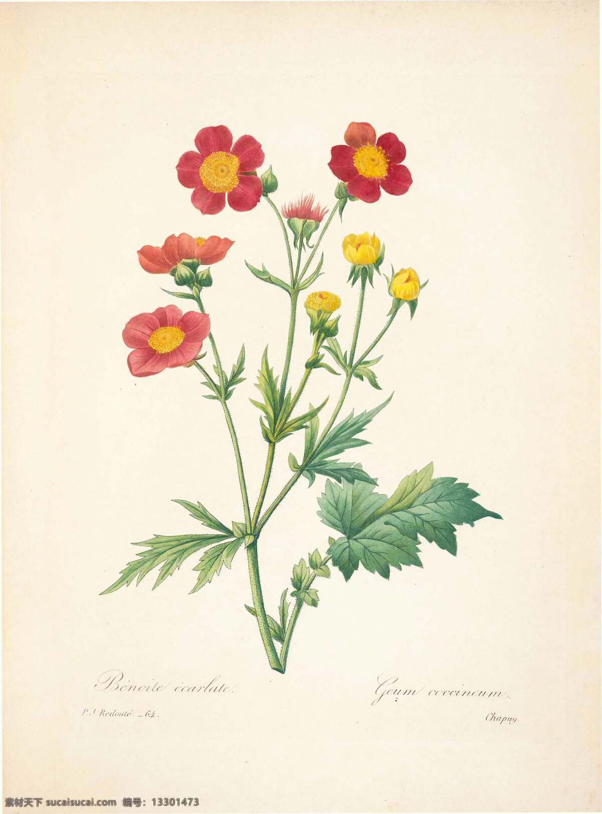 花类图鉴 植物手绘 田园 装饰画 墙画 手绘 未分层 文化艺术 绘画书法
