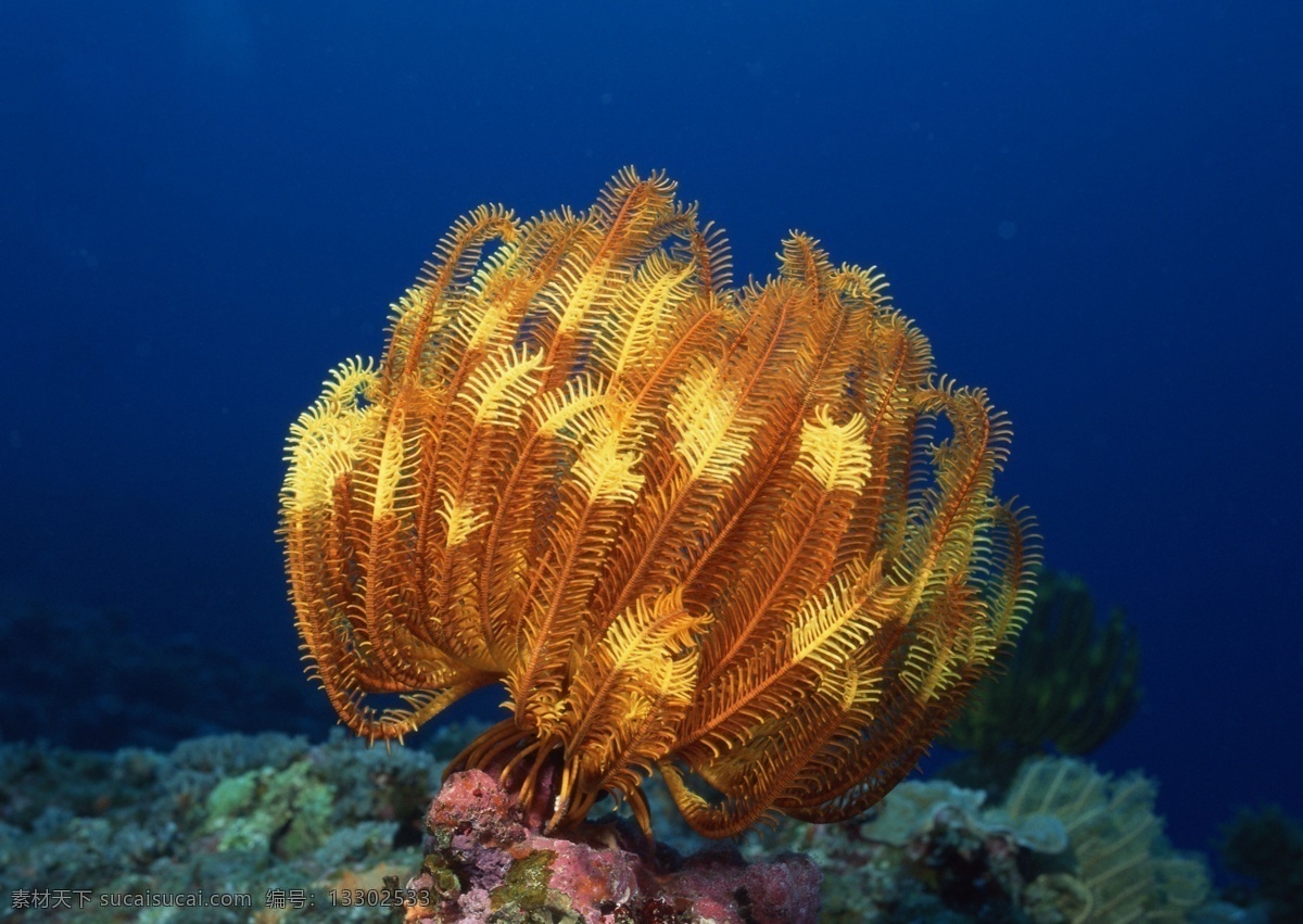 海洋生物 蓝色海洋 海底鱼类 海水 海底鱼群 珊瑚 海藻海草 海底摄影 海底世界 海底生物 海洋世界 海底奇观 图素动植物类 生物世界