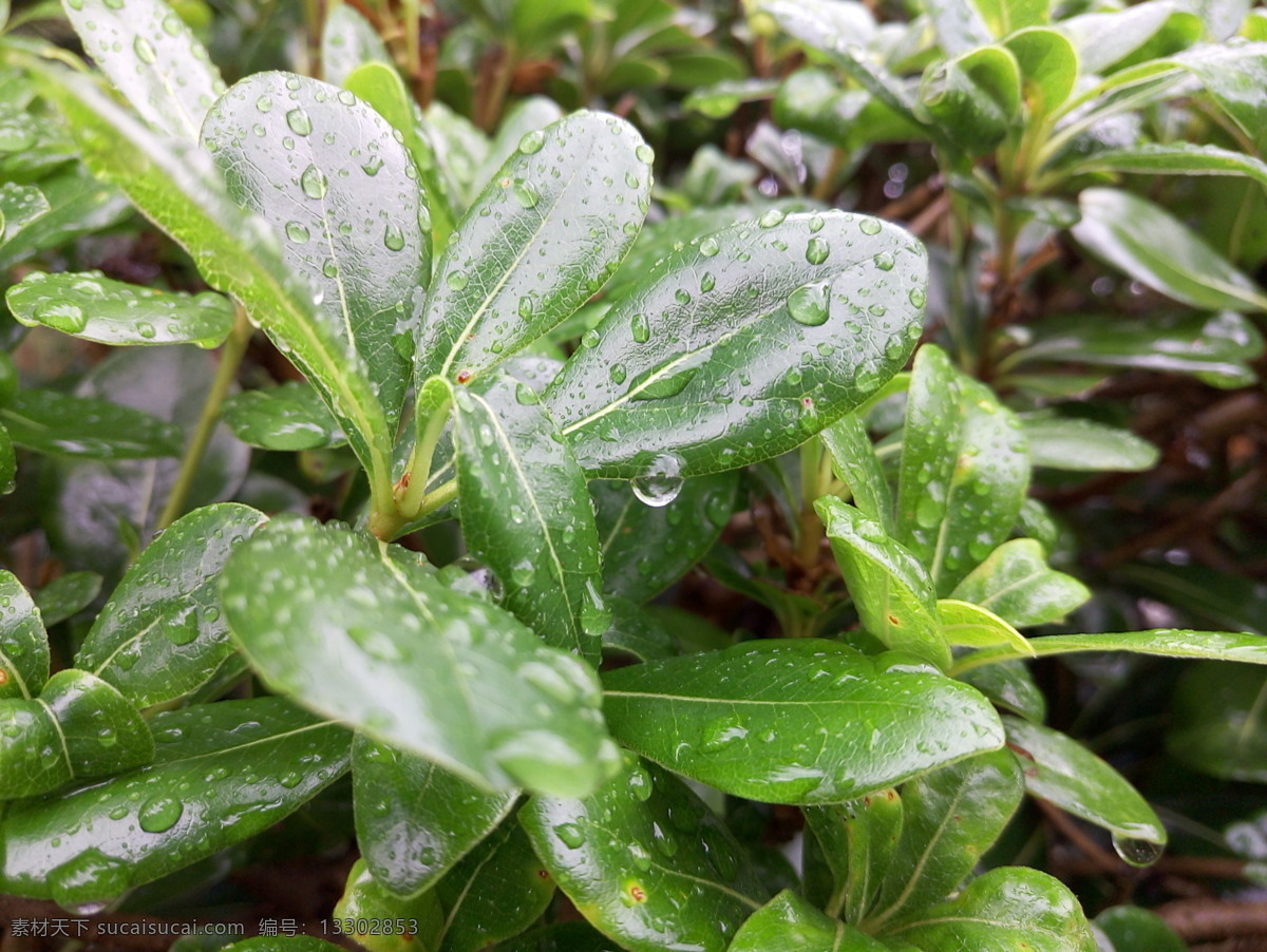 雨天的树叶 下雨 雨天 绿叶 叶子 雨滴 风景大观 生物世界 树木树叶