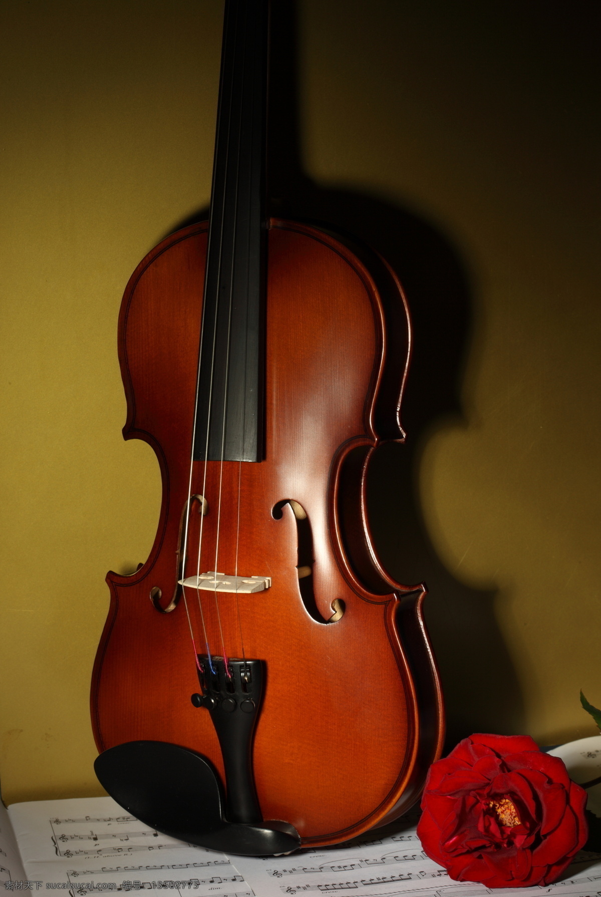 小提琴 音符 乐谱 中提琴 文化艺术 音乐 玫瑰 玫瑰花 鲜花 影音娱乐 生活百科