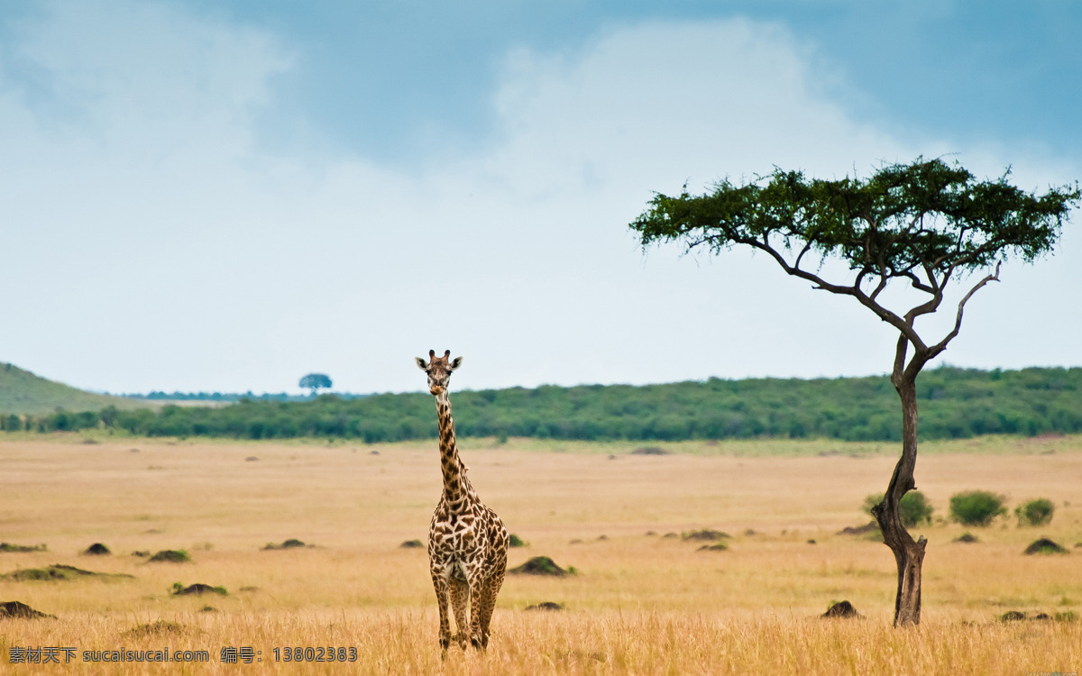 非洲长颈鹿 非洲的画 长颈鹿 树 单个长颈鹿 建筑风景摄影 生物世界 野生动物