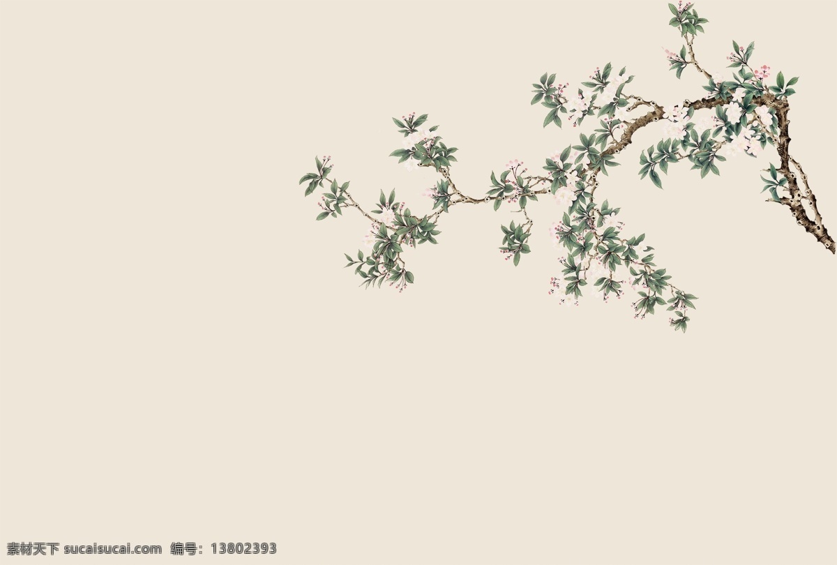 工笔 树枝 玉兰花 白花 绿叶