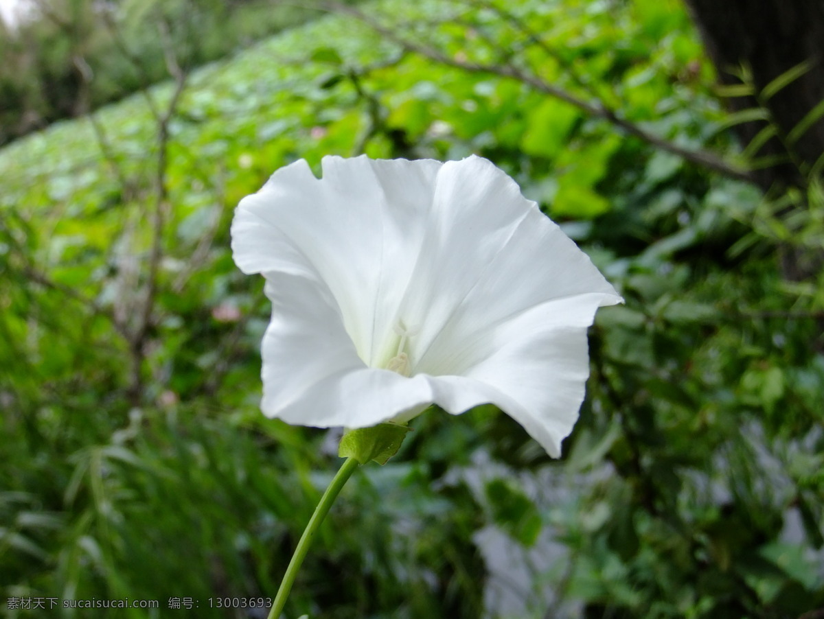 冬瓜花 白色小野花 白色的花 菜园 花花世界 花草 生物世界