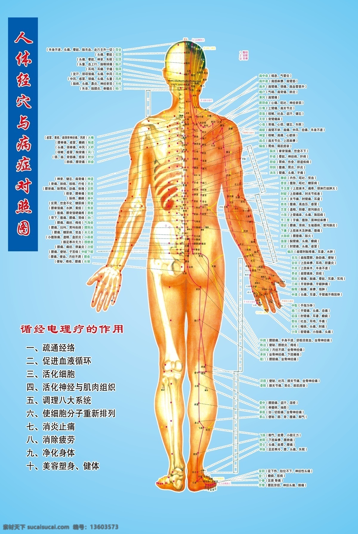 人体穴位图 穴位 人体 人体经络图 学位图标