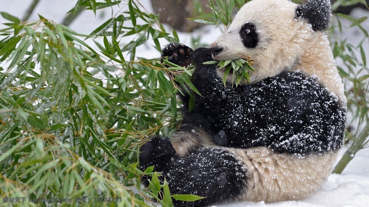 大熊猫 熊猫 野生动物 熊科动物 国宝 这些变化 保护动物 生物世界
