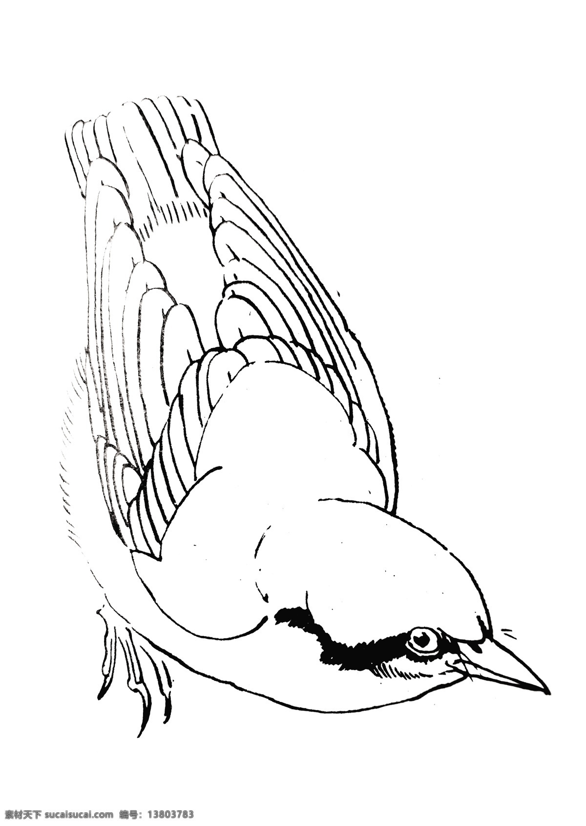 飞鸟 线描 手绘 鸟 白描 飞禽 手稿 鸟谱 分层