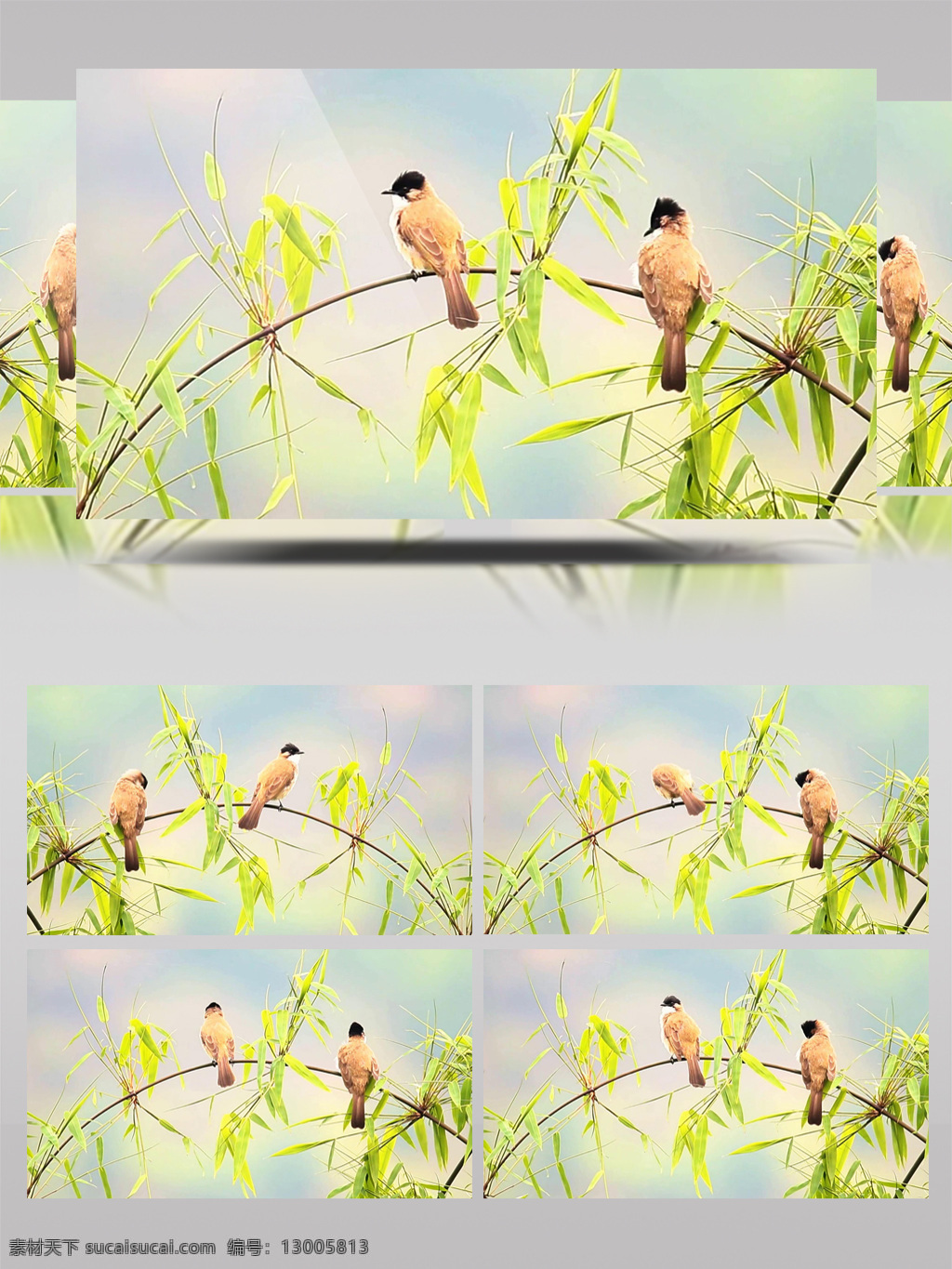 竹枝 上 一对 漂亮 黄 殿 鹎 动物 竹子 春天 绿色 超清 小鸟 鸟儿 竹叶 季节 春季 生态 自然 视频 实拍