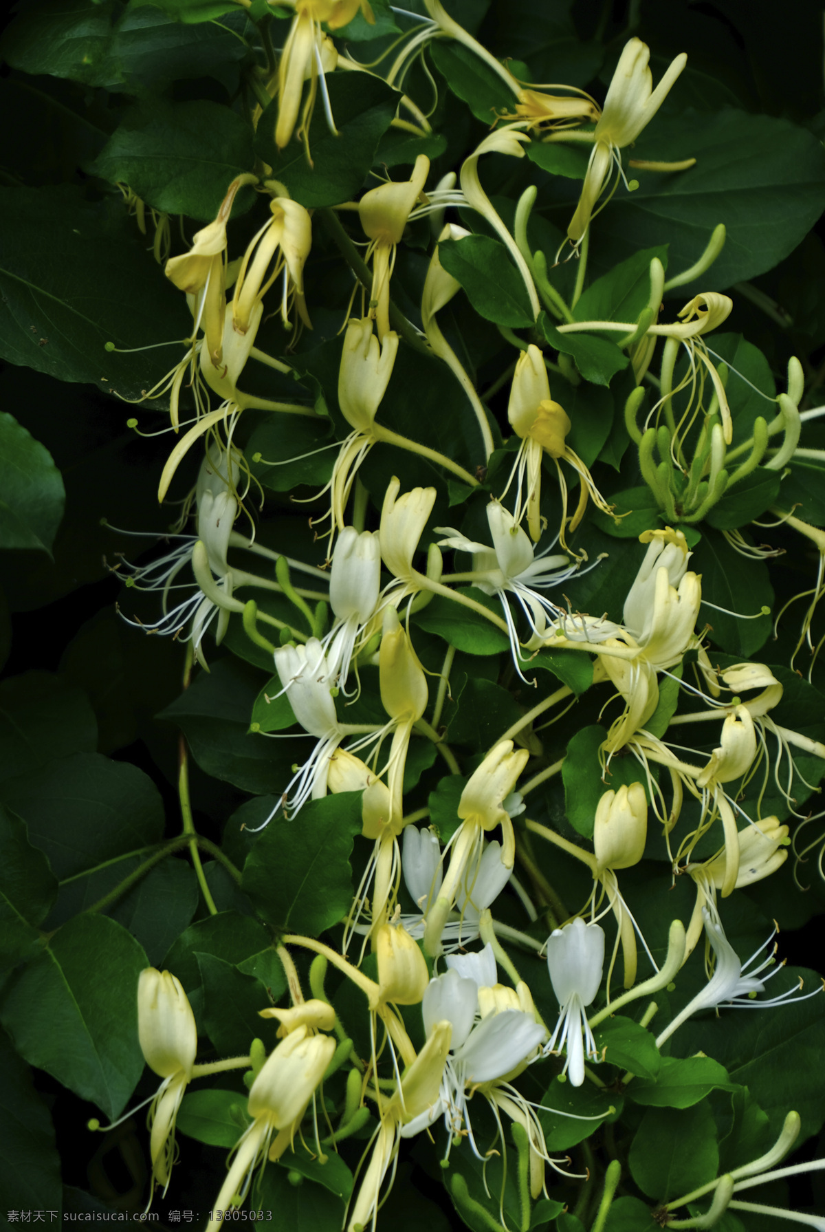 金银花 金花 银花 花枝 药材 土银花 生银花 山银花 银花藤 金钱花 生物世界 花草