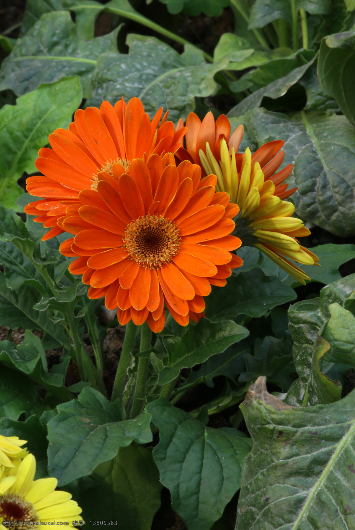 非洲菊 太阳花 猩猩菊 日头花 灯盏花 波斯花 千日菊 观赏花卉 花瓣 花朵 花儿 花草 花卉 花心 植物 菊菊花 生物世界