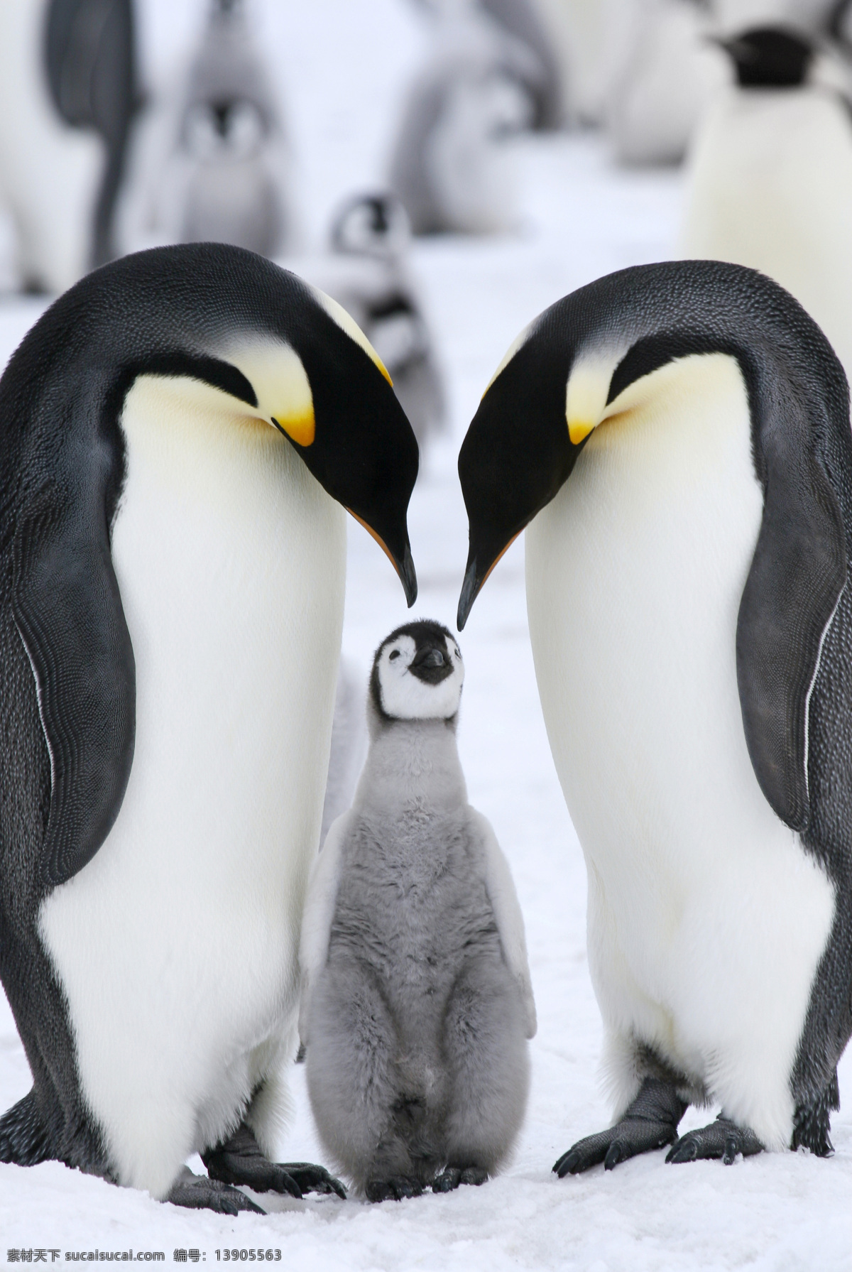 企鹅 冰山 冰天雪地 动物摄影 南极企鹅 企鹅群 企鹅素材 野生动物 生物世界