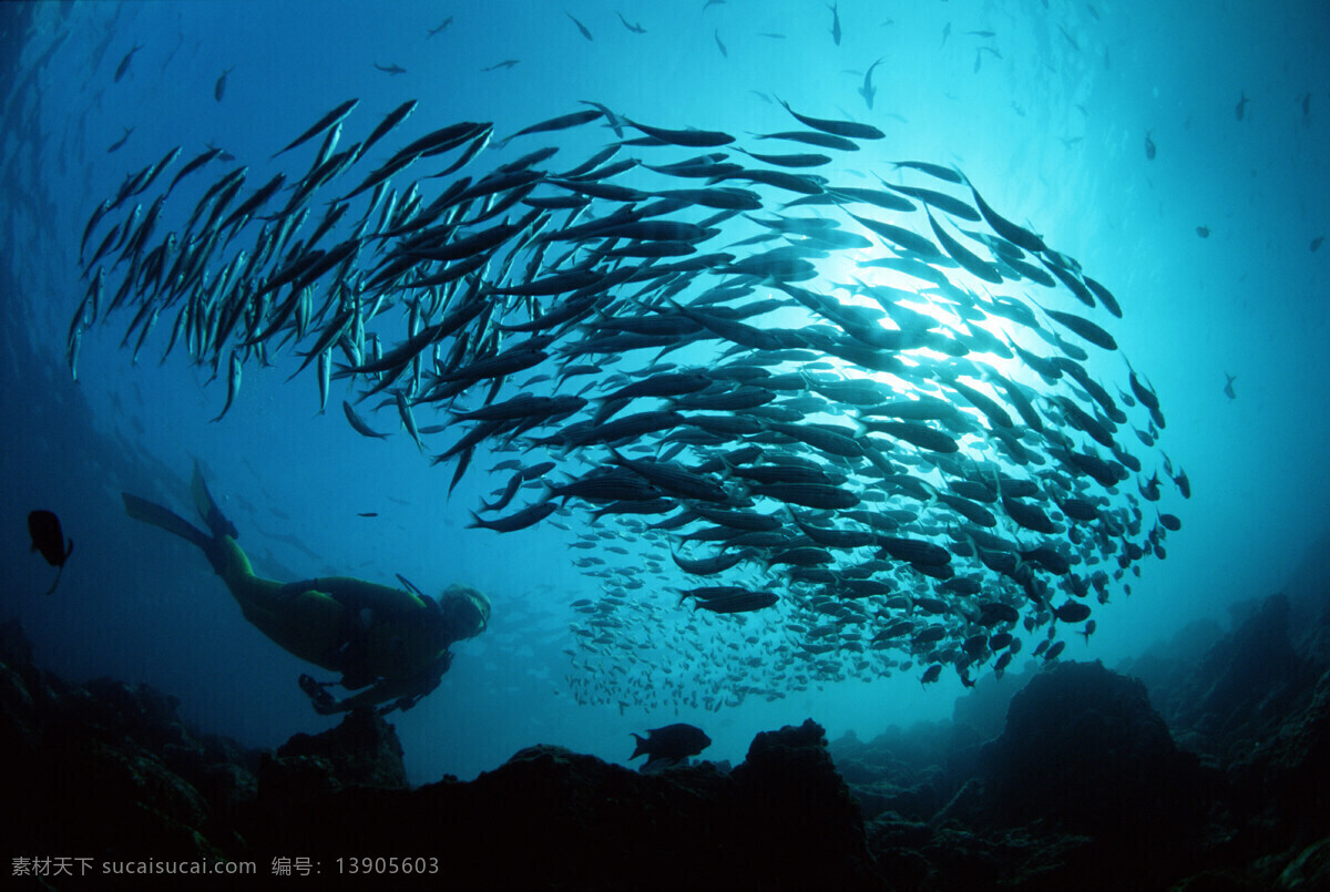 鱼群 海底 大量的 潜水员 弧形 海底世界 海洋生物 生物世界