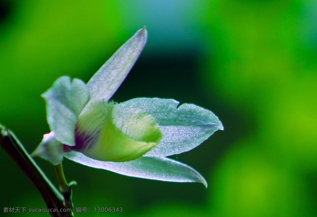 太空幽兰 兰花 石斛兰 鲜花 花朵 粉色 花瓣 一枝花 花枝 唯美 兰科 花蕾 花蕊 花草 生物世界 兰花草