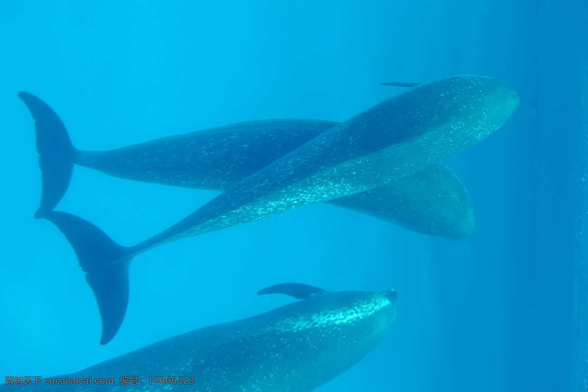 海豚 动物园 海底 鲸鱼 生物世界 水下摄影 水族馆 鱼 豚 水箱 鱼类