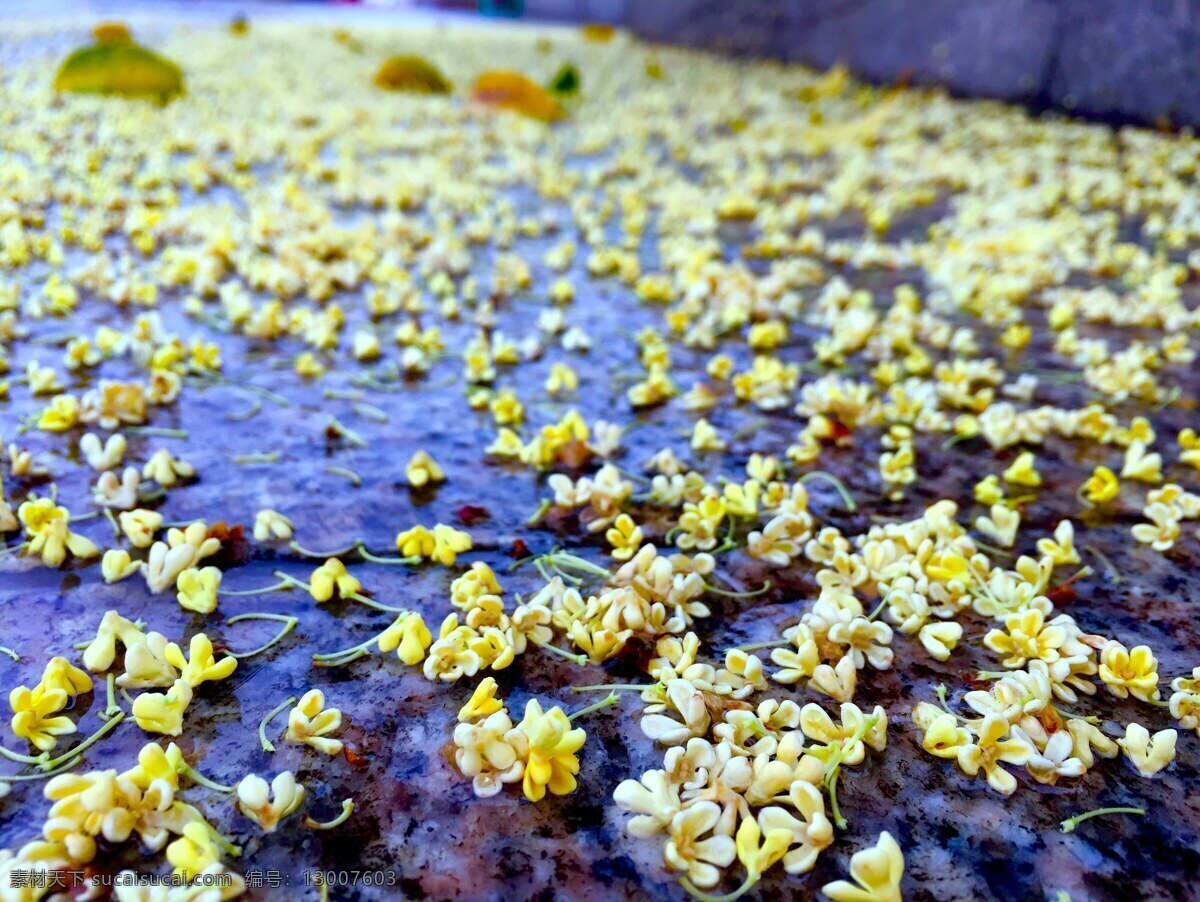 花 桂花 金桂 落花 自然 雨 生物世界 花草