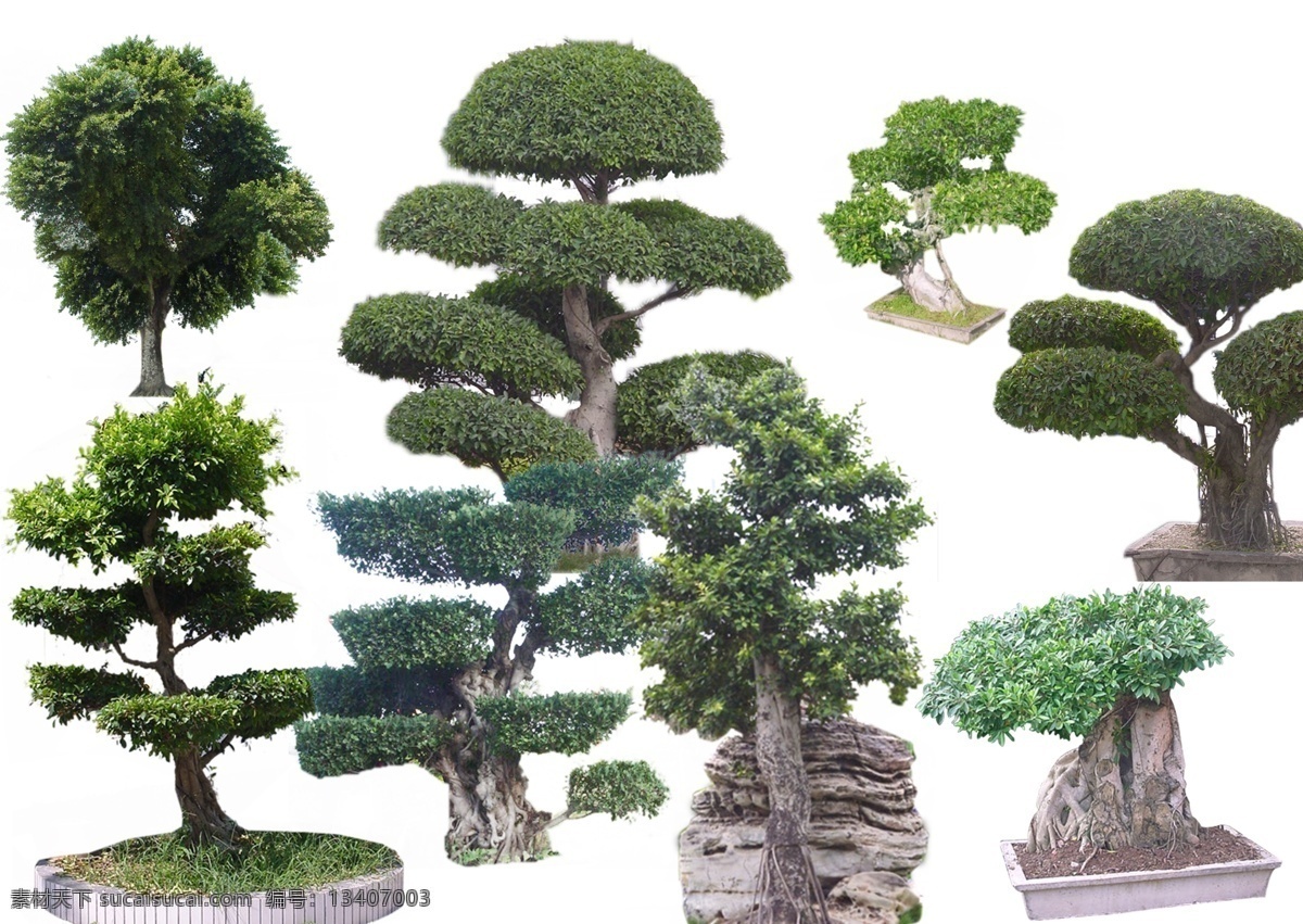盆景植物素材 盆景 植物 分层 源文件