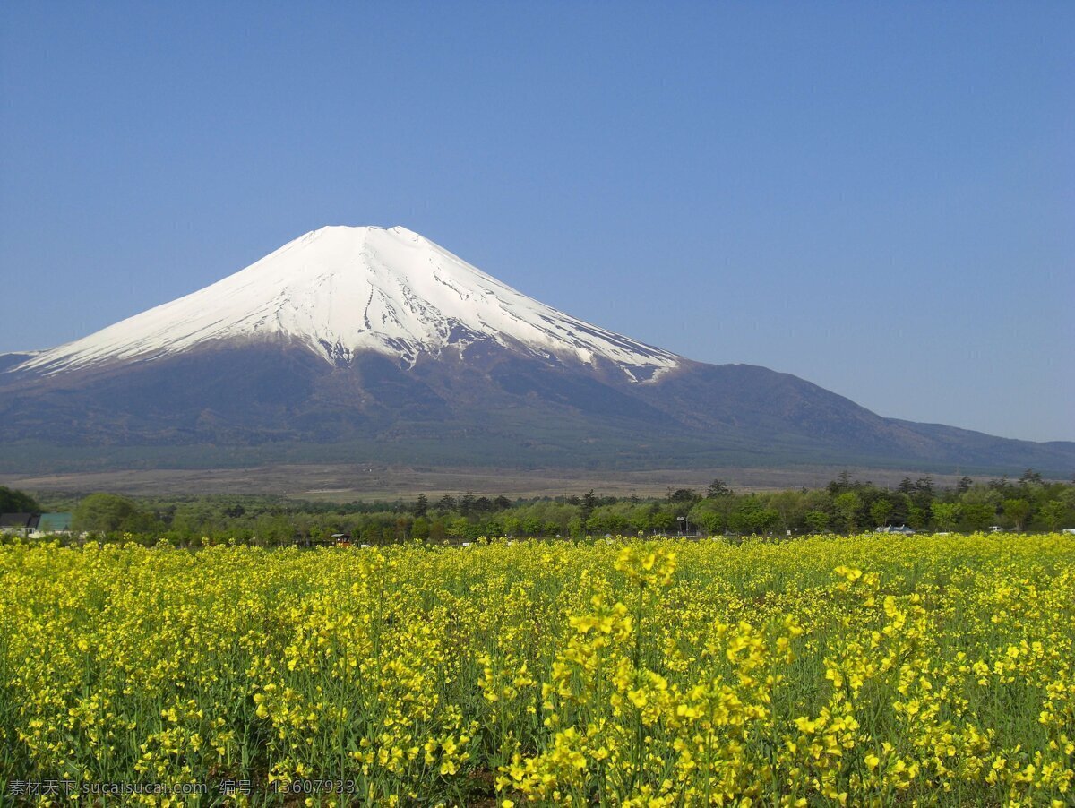 白雪 春季 富士山 山顶 山脉 树林 油菜花 油菜花田 碧空蓝天 自然景色摄影 自然景观 自然风景 psd源文件