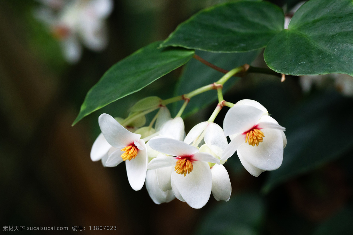 海棠 malus spectabilis 重瓣白海棠花 重瓣粉红海棠 西府海棠 垂丝海棠 爬地海棠 贴梗海棠 四季秋海棠 东洋锦海棠