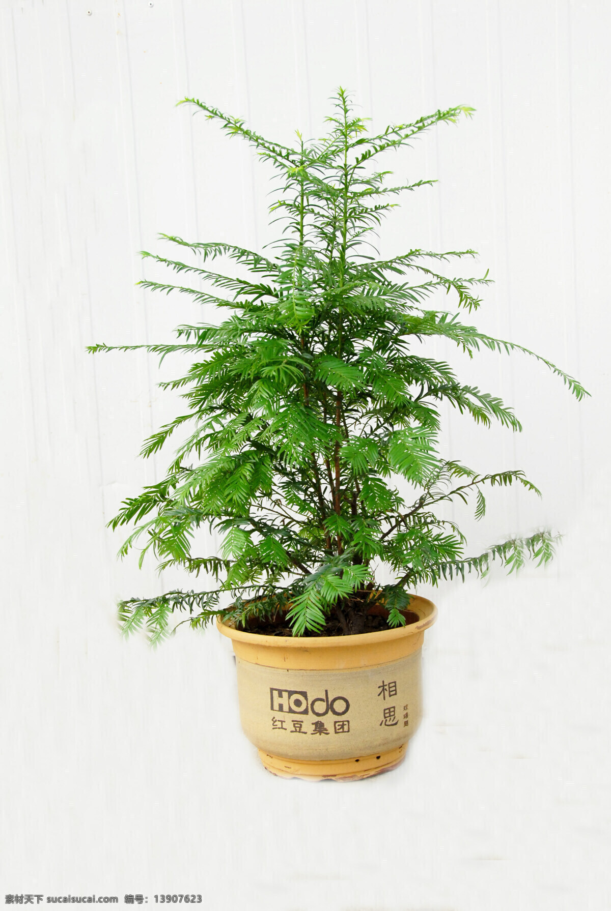 红豆杉 树木树叶 生物世界