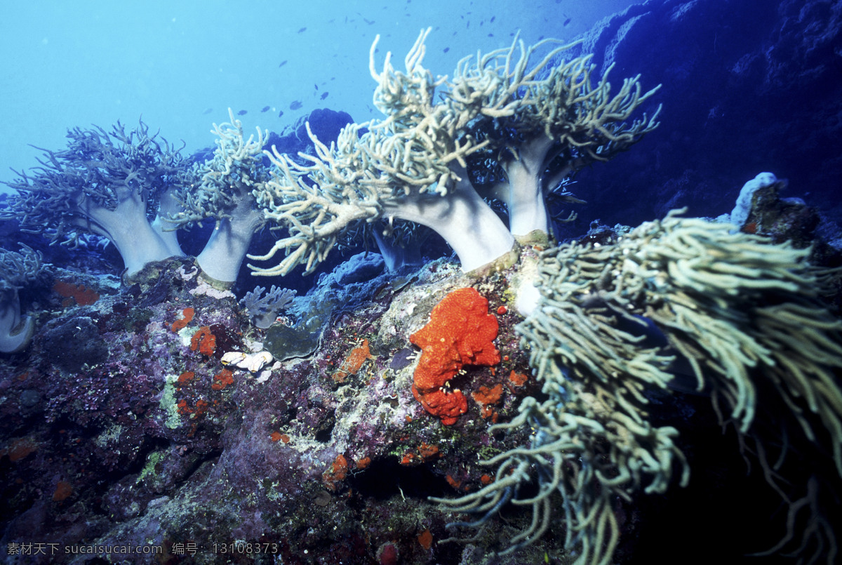 全球 首席 大百科 海底 珊瑚 深海 生物 鱼 生物世界