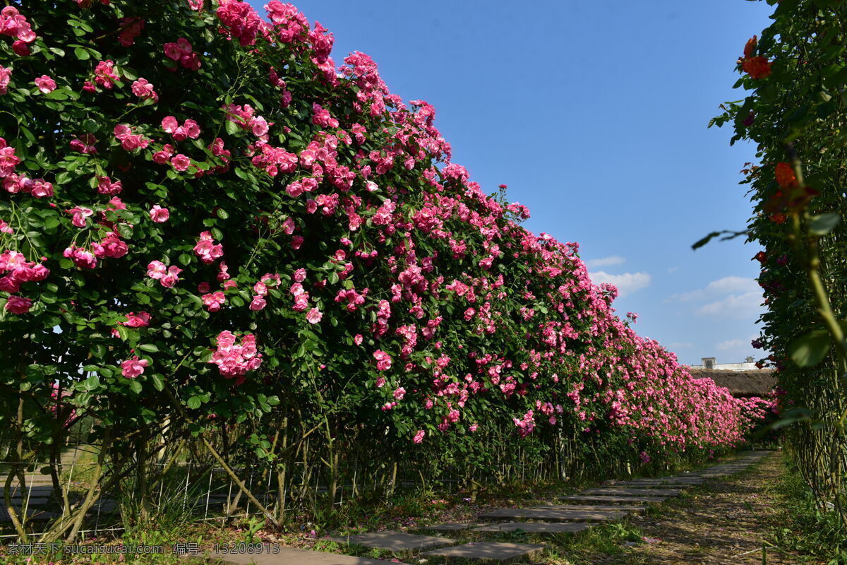 花海迷宫 蓝天 白云 月季 花海 花 小草 绿色 自然景观 田园风光