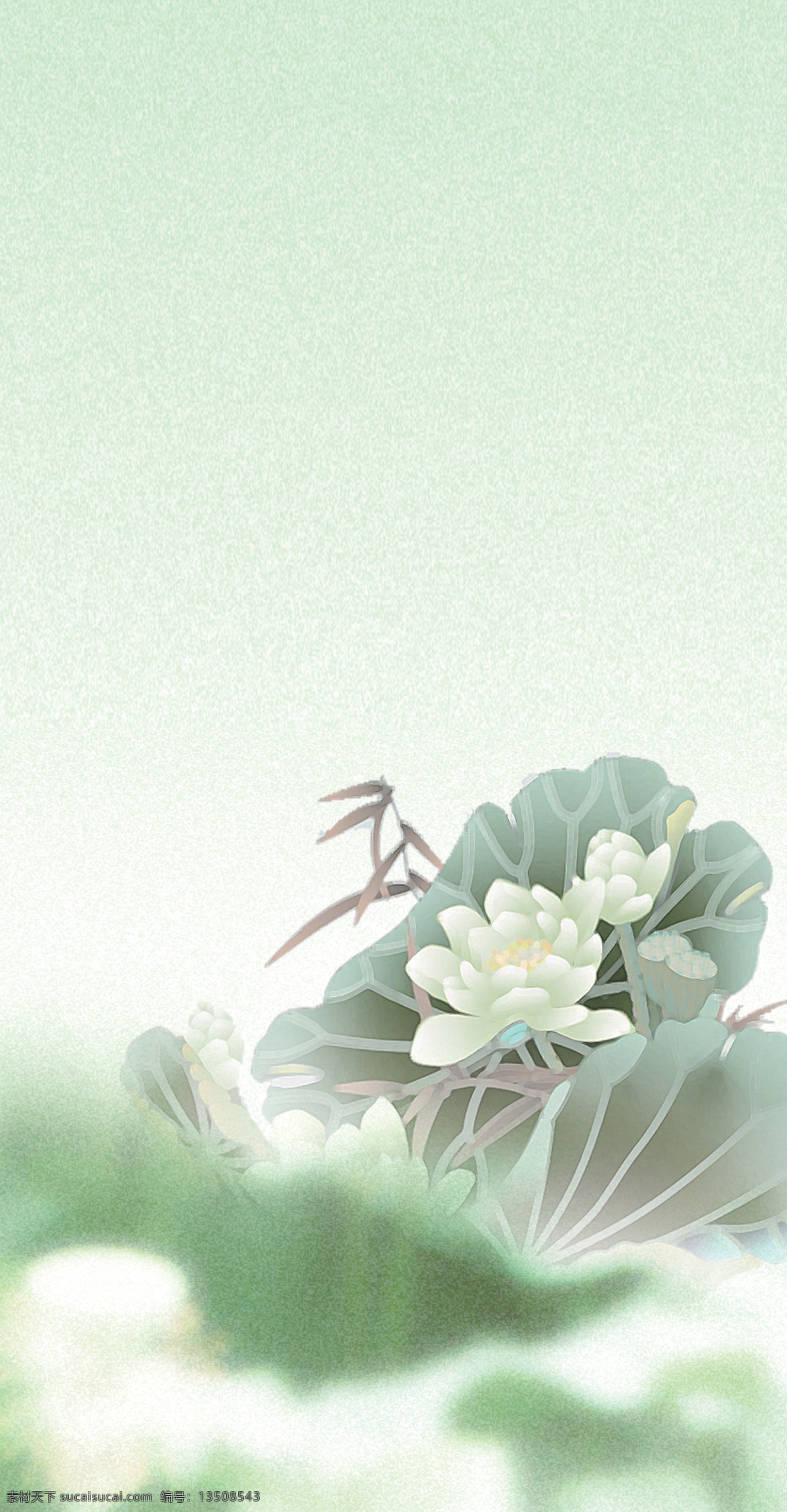 淡绿荷花背景 淡绿 荷花 背景