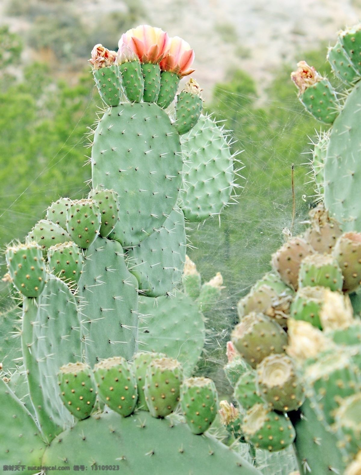 高清 仙人掌 开花 绿色 粉红色 生物世界 花草 摄影图库 bmp