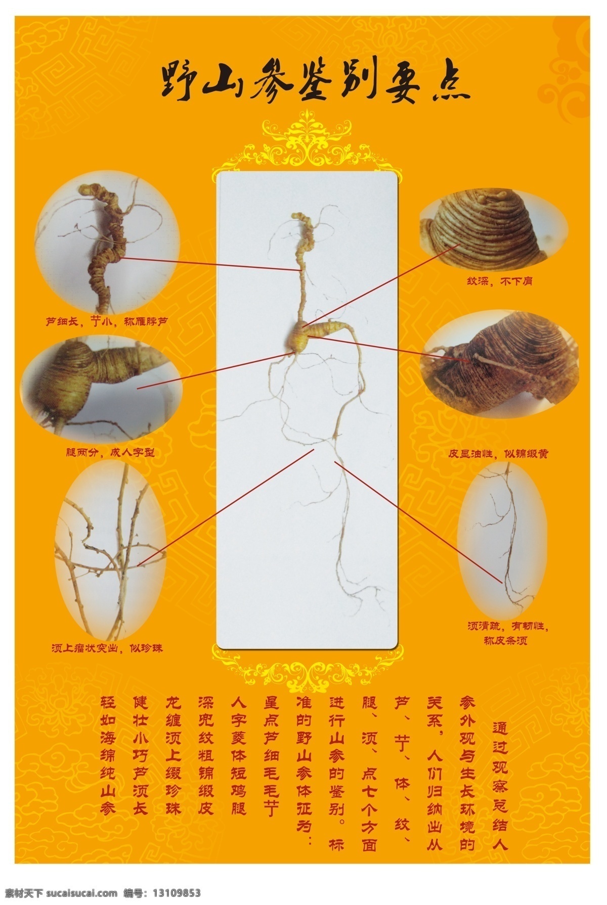 野山参 鉴别 要点 复古 黄色 花纹 边框 复古底纹 祥云 野山参细节图 广告设计模板 源文件