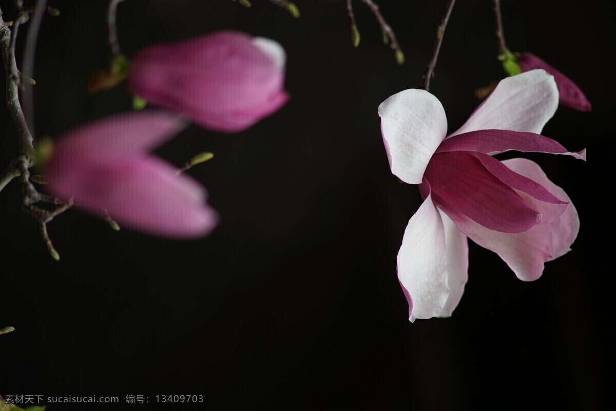 玉堂春 花 玉兰花 紫玉兰 花卉 植物 玉兰 白玉兰 生物世界 花草