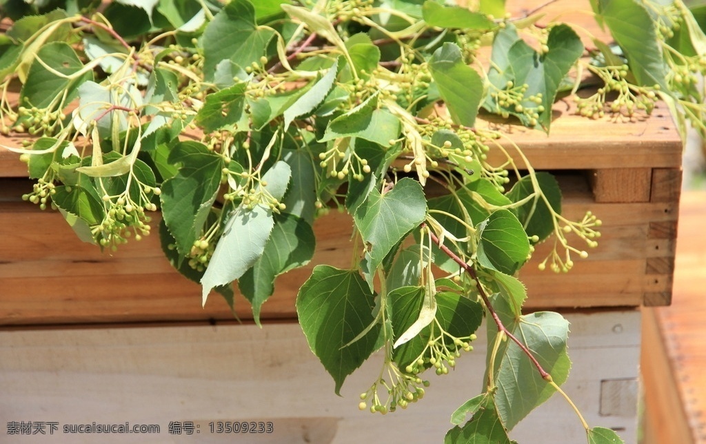 东北 长白山 椴树花 紫椴花 吉林 集安 椴树蜜 紫椴蜜 生物世界 树木树叶