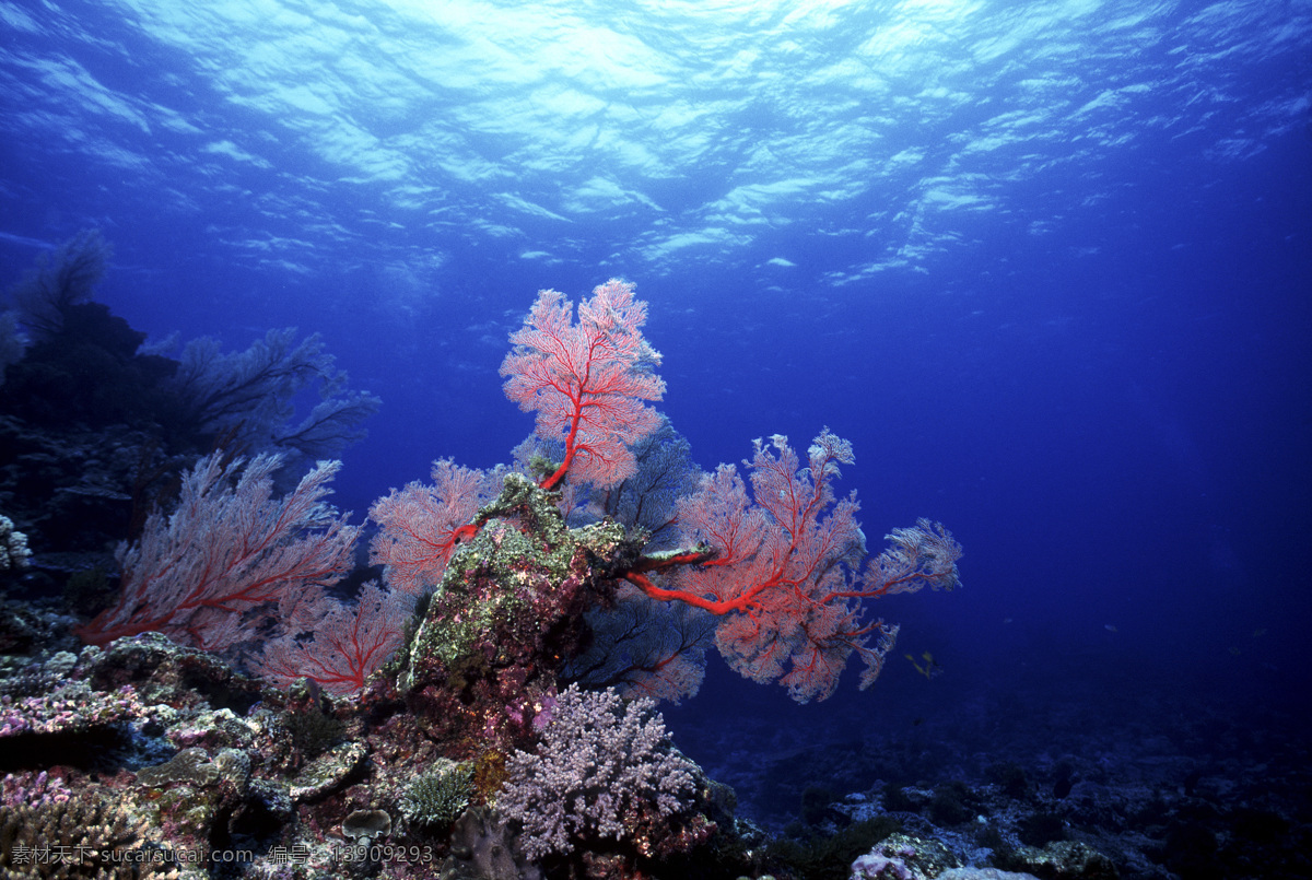 海洋植物 海底生物 海底植物 海底世界 水下摄影 海底美景 海底风景 海草 生物世界 海洋生物 摄影图库
