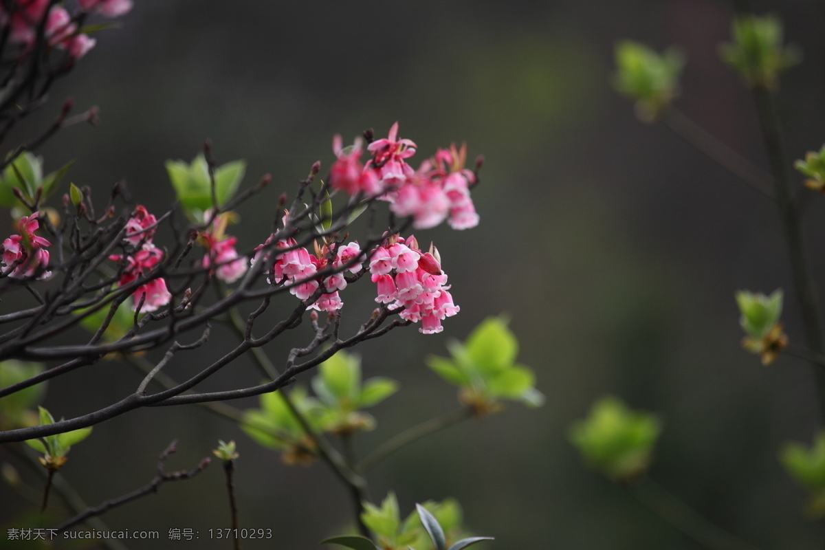 草丛 春花 春天 红花 花草 嫩芽 生态 盛开吊钟花 吊钟花 野花 植物 展开 鲜嫩 生物 自然 野外 生态摄影 春天来临 生物世界 psd源文件