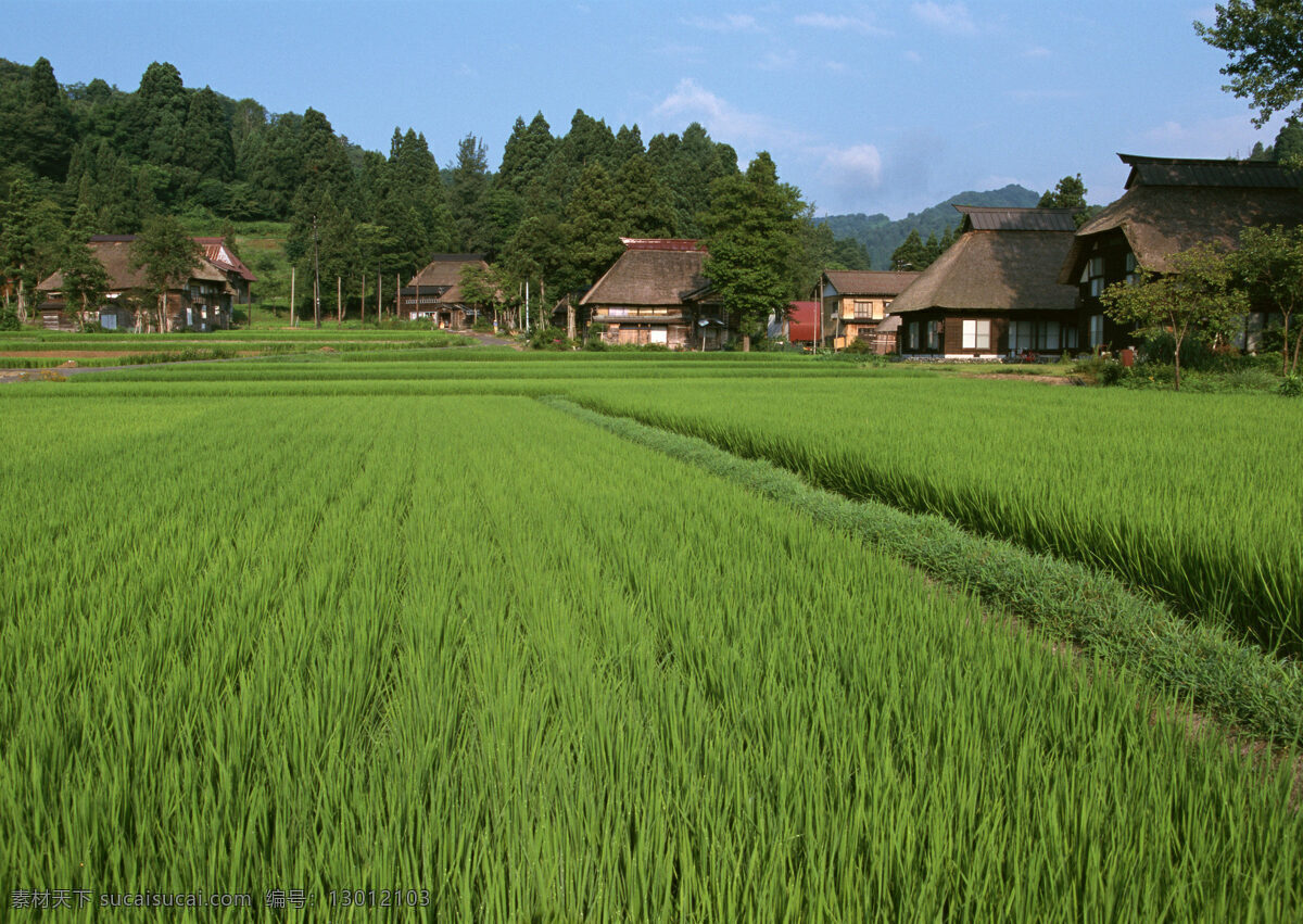 春天的田野