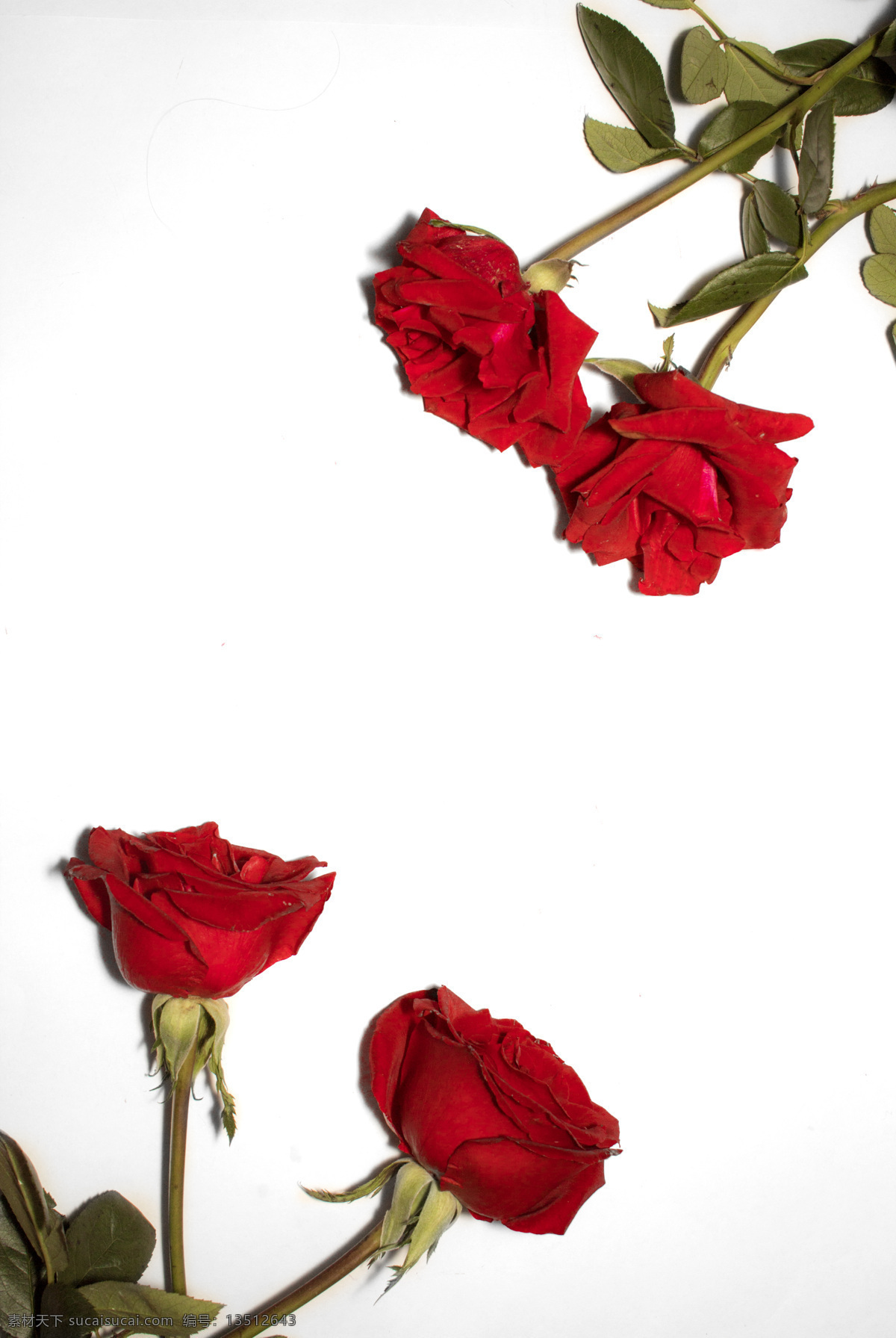 红色 玫瑰花 通用 背景 红玫瑰 鲜花 花朵 花 唯美 摄影图 照片 植物 文艺