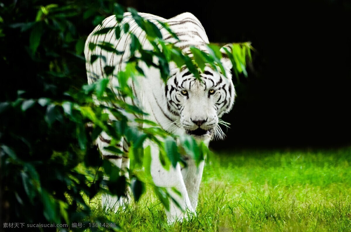 动物 捕食 野外 白老虎 毛发 生猛 绿色 草地 树叶 生物世界 野生动物