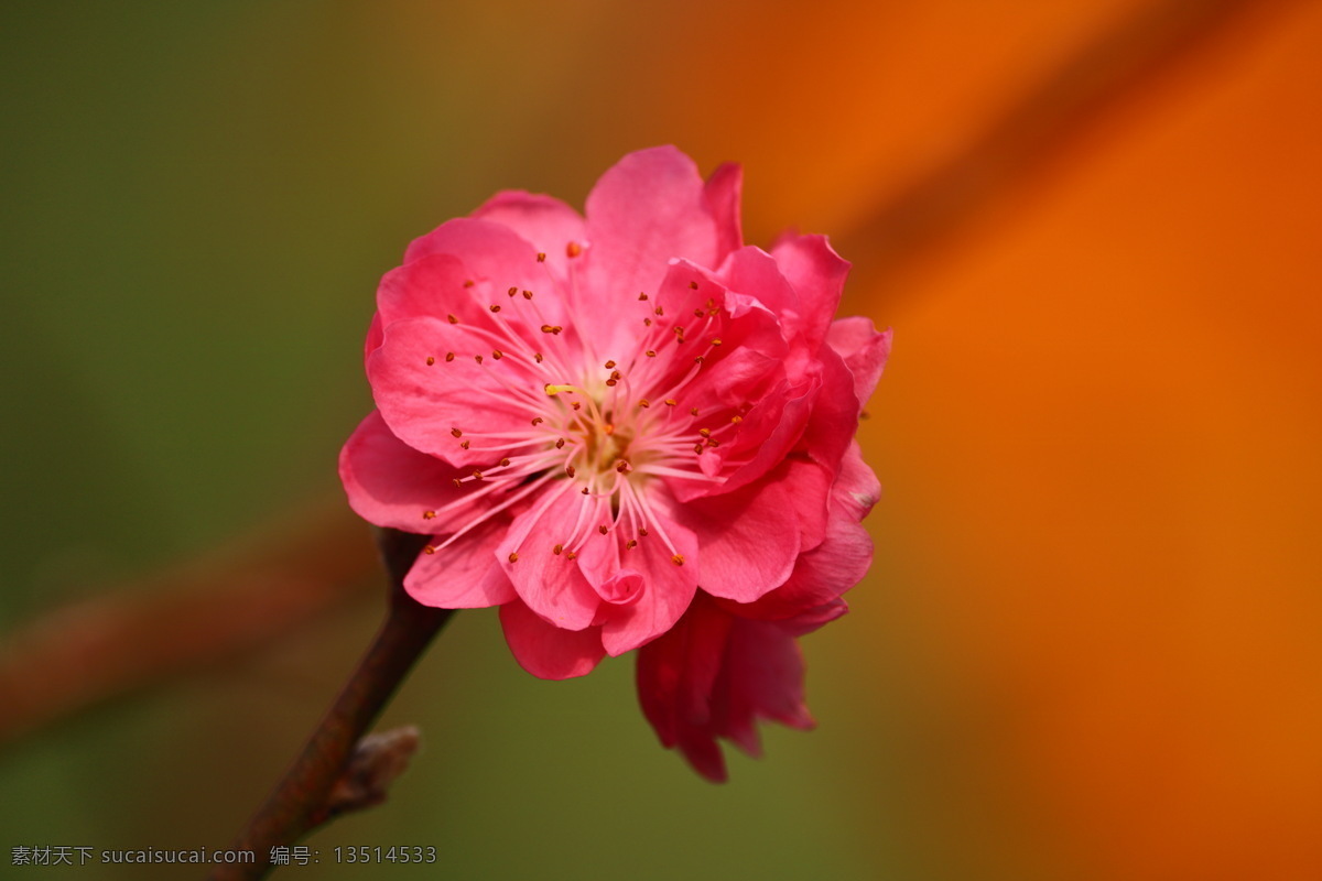 桃树 花朵 绿叶 枝干 春天 开花 花瓣 桃花园 植物 自然 生物世界 花草