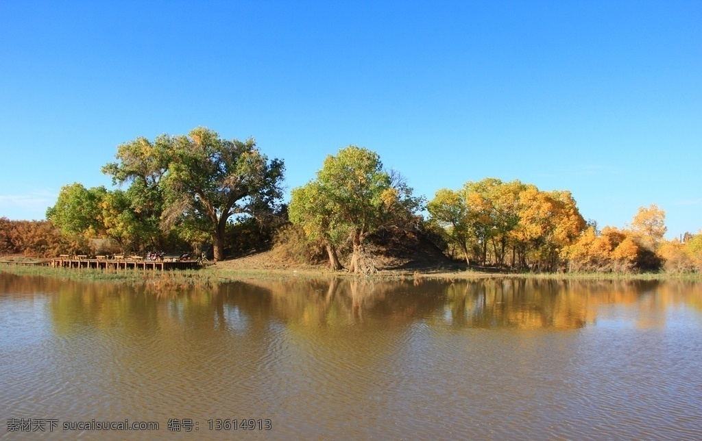胡杨林风景 胡杨林风光 沙漠里的树 胡杨林树木 西北胡杨林 防风林 额济纳风光 额济纳 胡杨林 沙漠 蓝天 风景 自然景观 巴丹吉林沙漠 歪树 唯美的风景 唯美 秋天的风景 金色的树林 古树 黄叶 林海 千年古树 秋天的胡杨林 额济纳胡杨林 西北旅游 西北风光 内蒙古风光 内蒙古景点 高清 照片 风景名胜