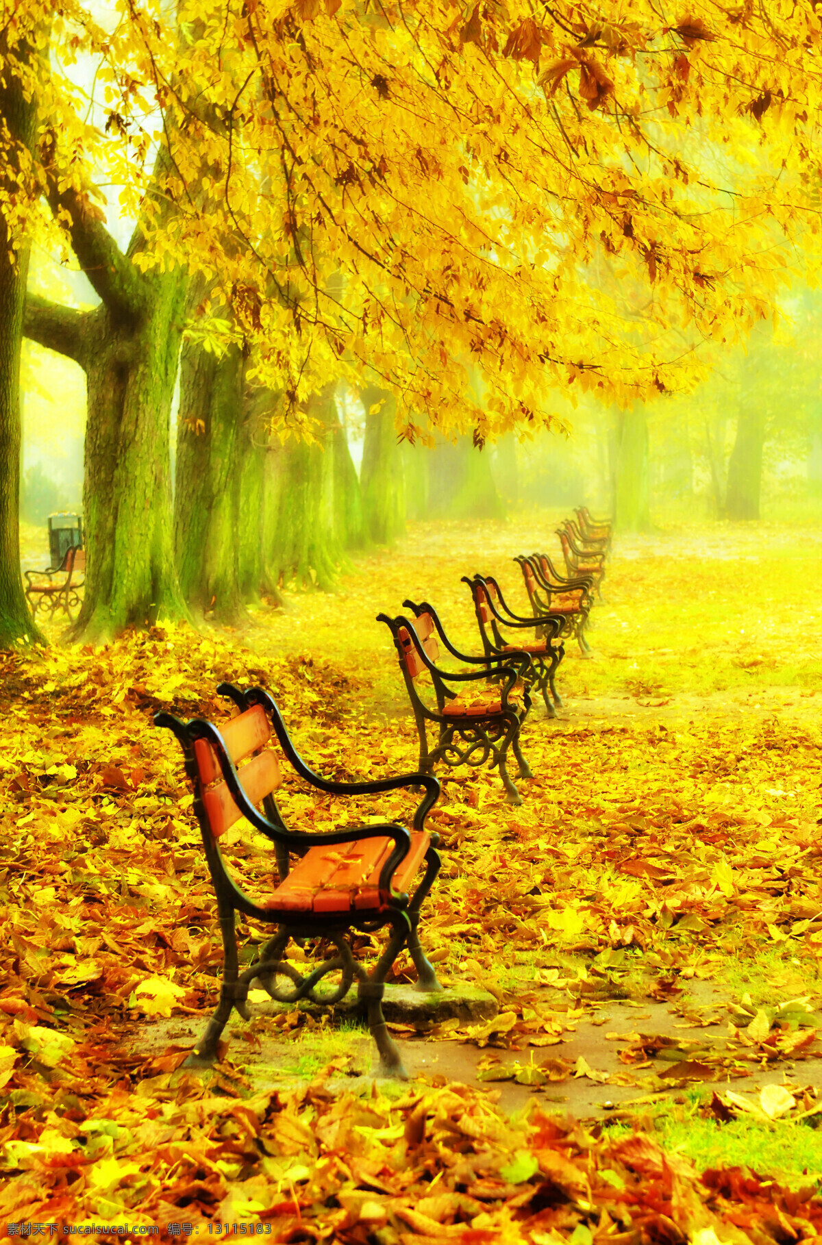 秋天 公园 风景摄影 秋天风景 秋景 秋天色彩 枫叶 叶子 秋天树木 落叶 树木 生态环境 野外 自然 自然生态 椅子 花草树木 生物世界 黄色