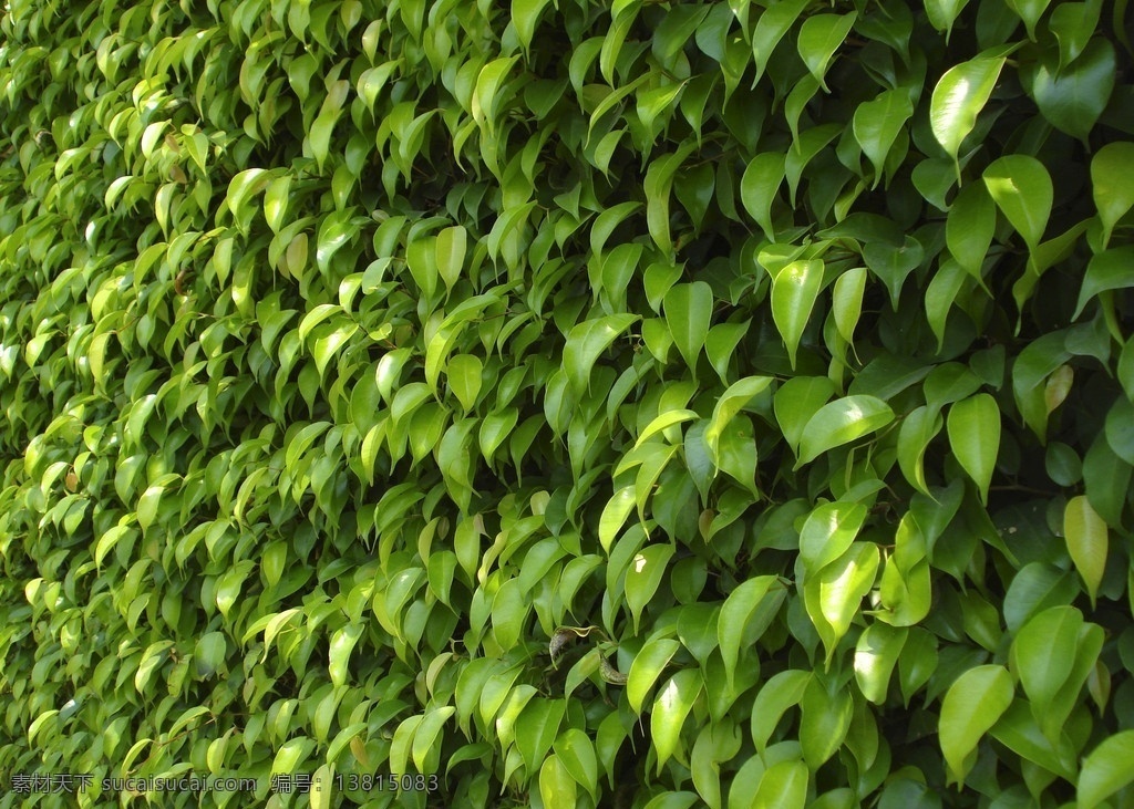 垂榕 生物 植物 印象 写意 春天 生机 树木树叶 生物世界