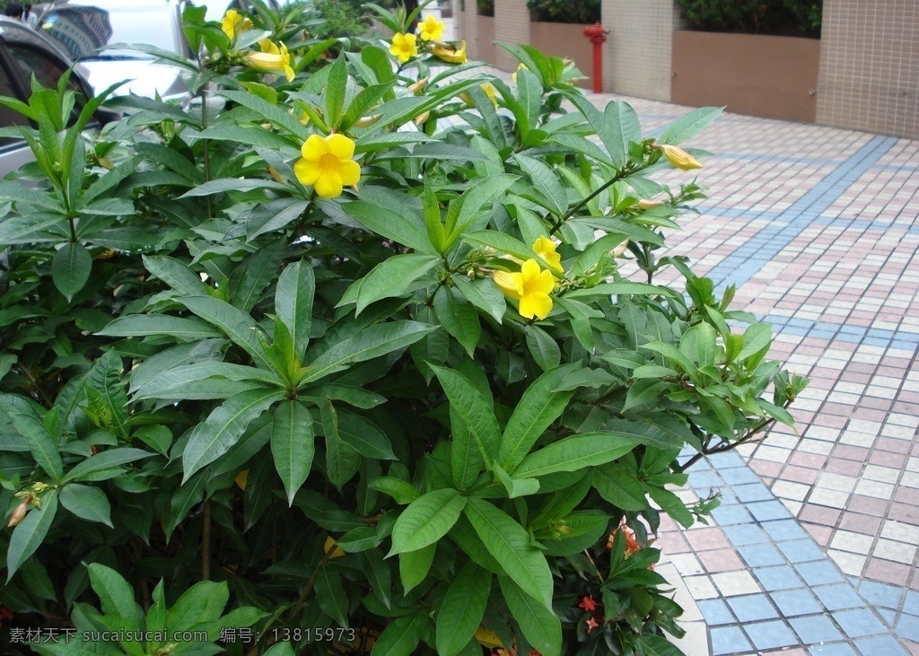 黄蝉 硬枝黄蝉 软枝黄婵 黄婵 软枝 生物 植物 绿化 绿色 园艺 观赏 灌木 有毒 花期长 黄 婵 软 枝 蝉 花草 生物世界