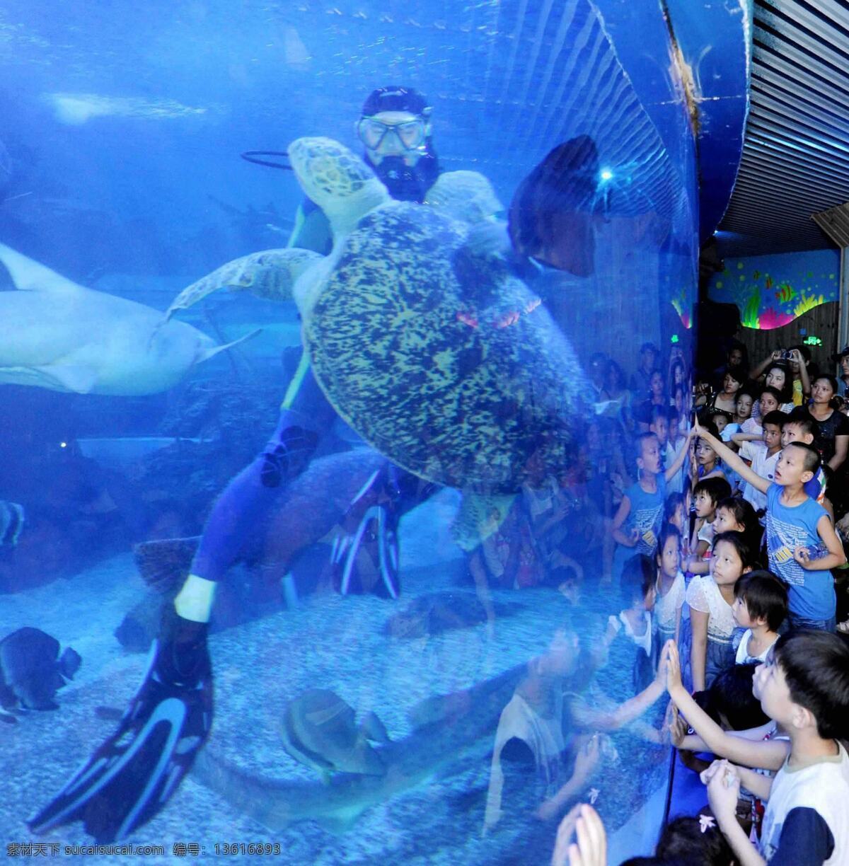 海洋馆 里 海龟 海洋 游泳 潜水 动物世界 野生动物 生物世界