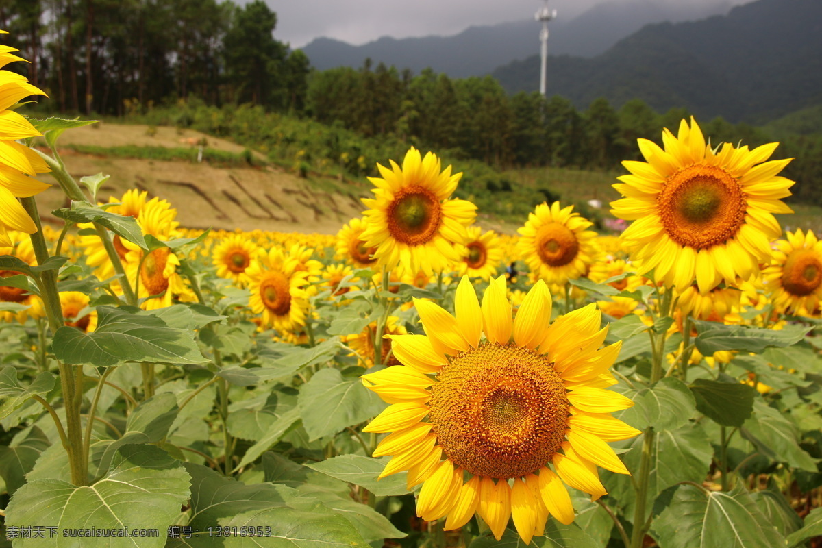 向日葵 葵花 黄色的花 金葵花 葵花园 葵花特写 自然景观 田园风光