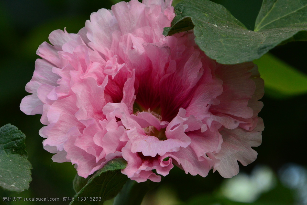 草本花卉 一丈红 大蜀季 戎葵 熟季花 花卉 花儿 花朵 花蕊 植物 园林绿化 绿化景观 蜀葵芙蓉葵 生物世界 花草