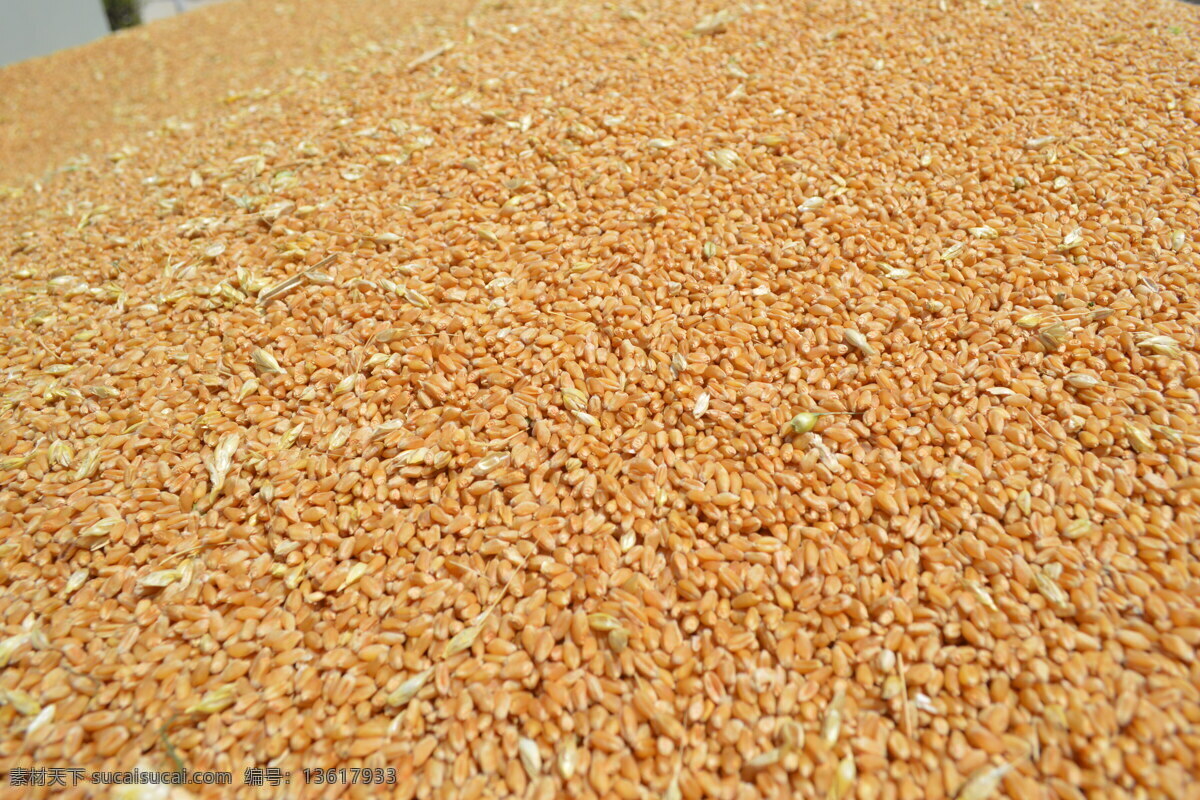 小麦 麦子 麦籽 脱粒小麦 小麦晾晒 麦胚 小麦特写 农作物 食物原料 餐饮美食