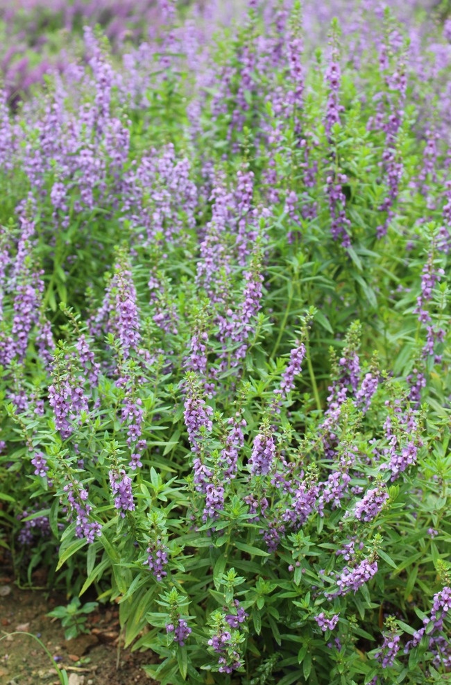 花都香草世界 广州 花都 香草世界 薰衣草 生命之美 旅游摄影 自然风景