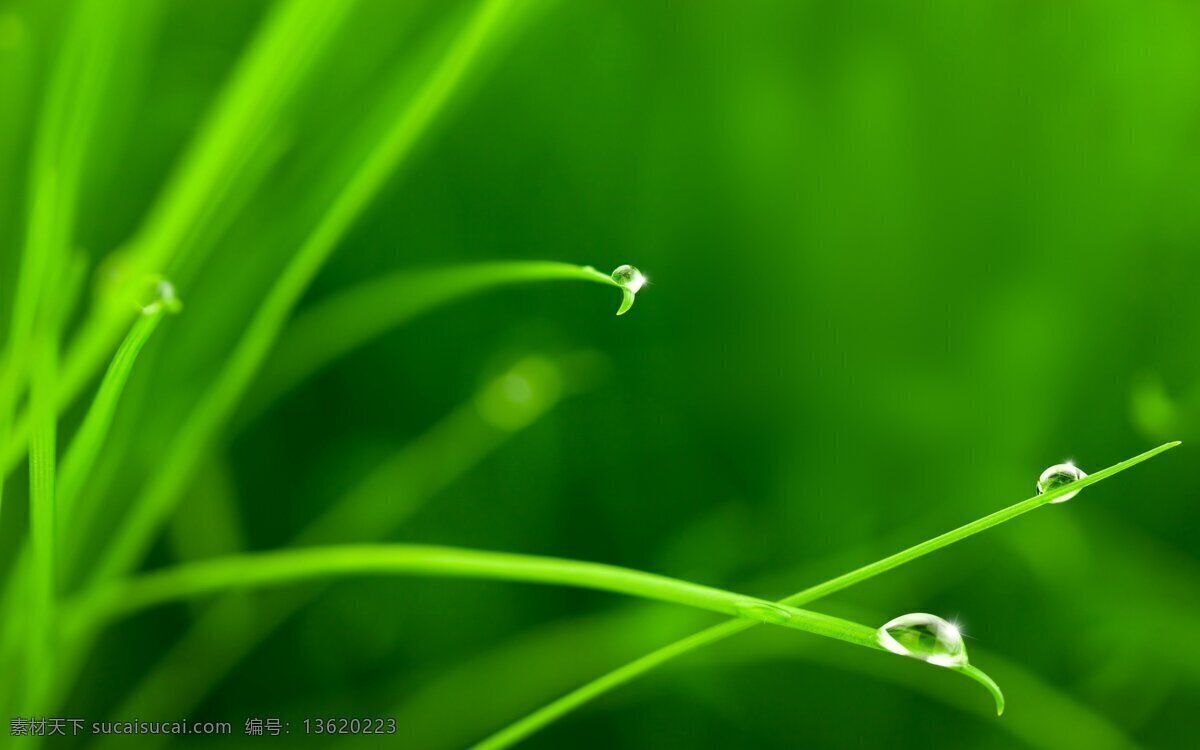 绿色 露珠 鲜草 背景 图 水滴