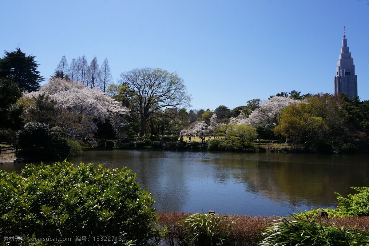 日本花园风景 日本 东京 日本花园 日本公园 风景 蓝天白云 晴朗天气 花草树木 植物 樱花树 樱花 旅游摄影 国外旅游