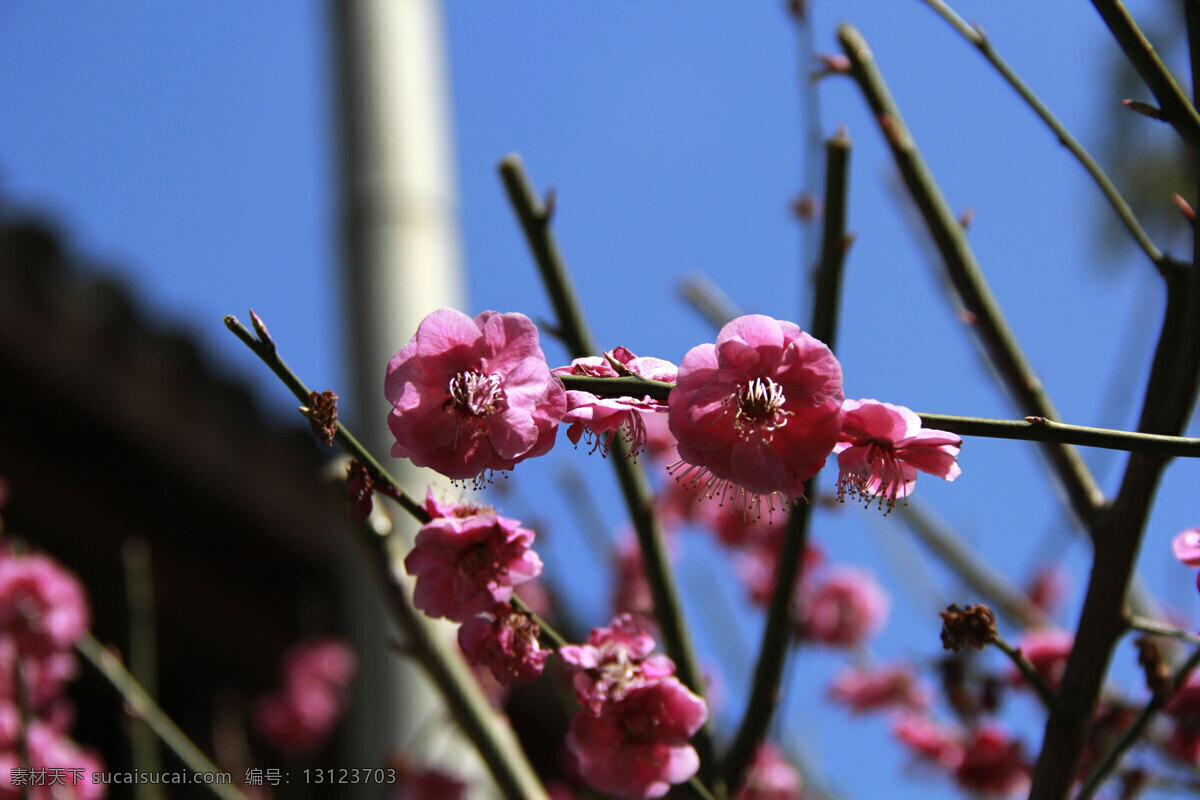 桃花 粉色花 桃枝 春暖花开 生机勃勃 小花 桃花运 桃树 花草 生物世界 黑色